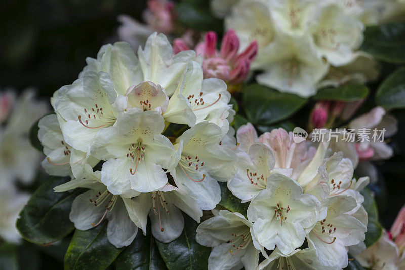 Rhododendron White - Pink